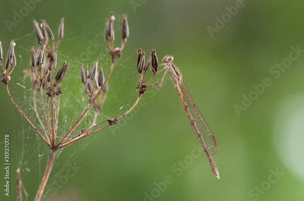 Fototapeta Sympecma fusca