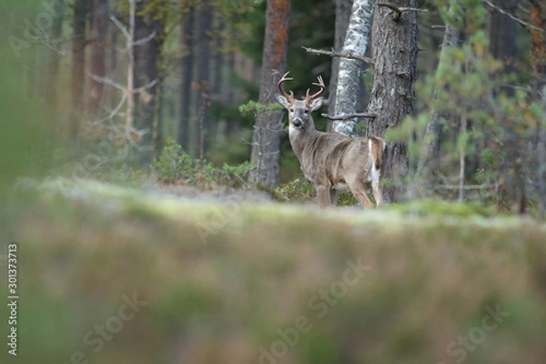 Obraz white tailed deer