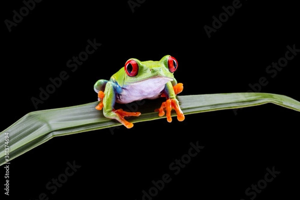 Fototapeta Red Eyed Tree Frog,  Agalychnis Callidryas, on a Leaf with Black Background
