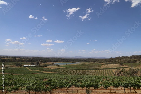 Obraz vineyard in landscape view