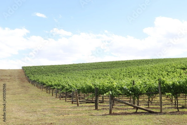 Obraz vineyad landscape view