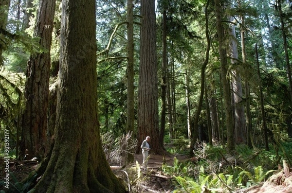 Fototapeta Majestic trees in Cathedral Grove in Victoria Island, BC, Canada