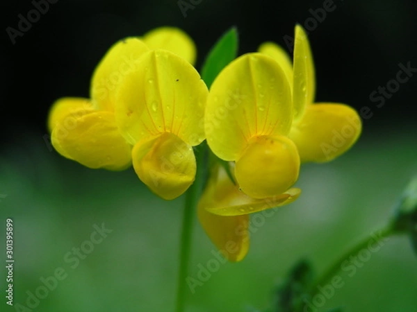 Fototapeta yellow flower