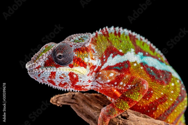 Fototapeta Panter Chameleon, furcifer pardalis, photographed on a plain background