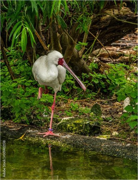 Obraz spoonbill