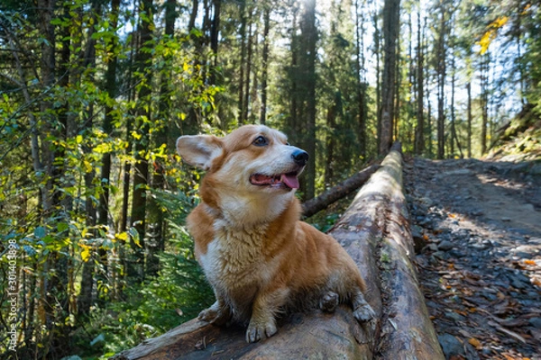 Fototapeta Portrait of cute corgi dog in the summer forest