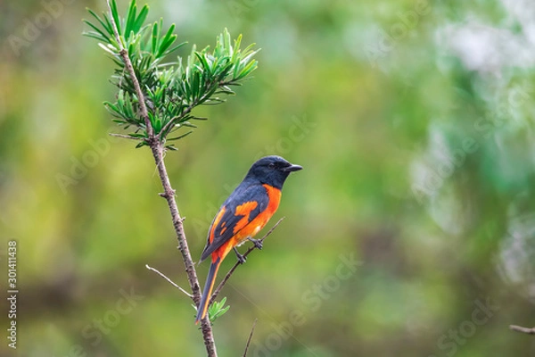 Obraz Scarlet Minivet (Formal Name: Pericrocotus flammeus), Male