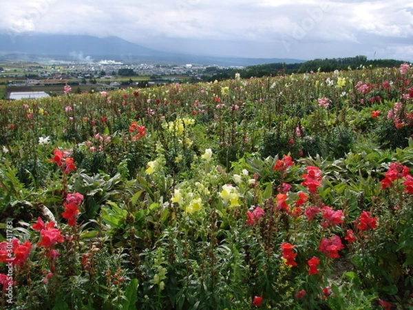 Obraz 上富良野町の花畑