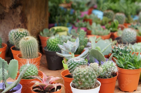 Obraz Group of small and colorful cactus planted in small plastic pots and it is used as decoration.