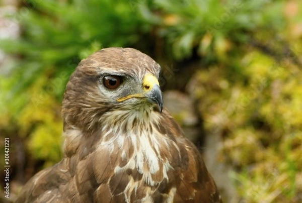 Obraz Forest buzzard 
