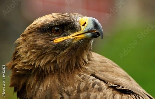 Obraz The steppe Eagle 
