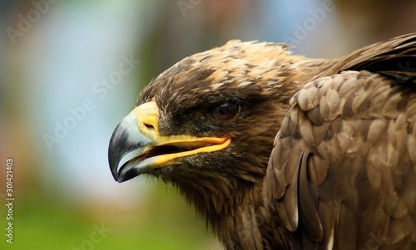 Obraz The steppe Eagle 
