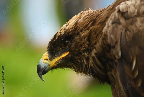 Obraz The steppe Eagle 
