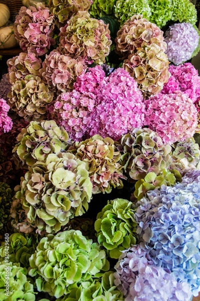 Fototapeta Hortensien