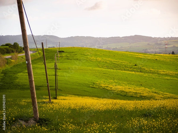 Fototapeta green Tuscan hills on a sunny spring day