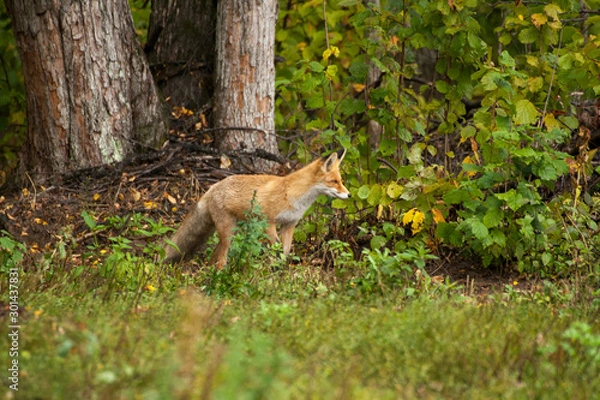 Fototapeta red fox