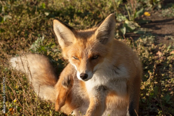 Fototapeta red fox