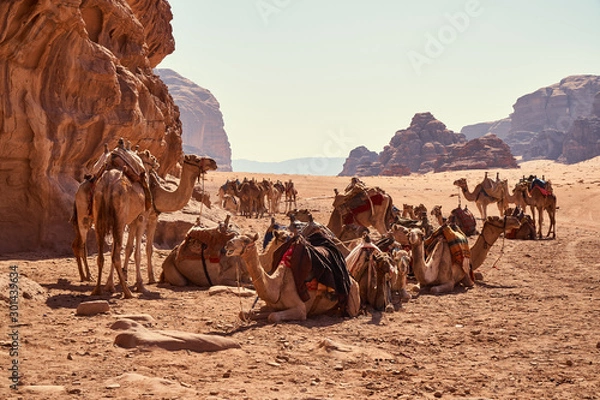 Obraz Flock of camels resting in Wadi Rum desert, Jordan