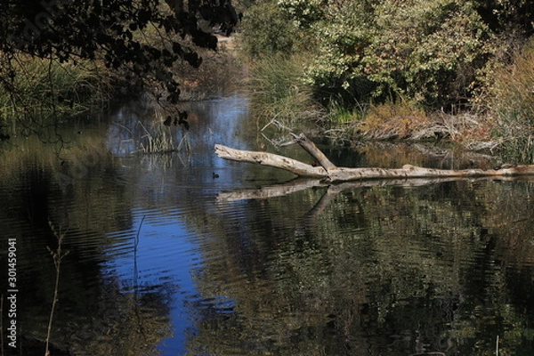Obraz Lake reflection 