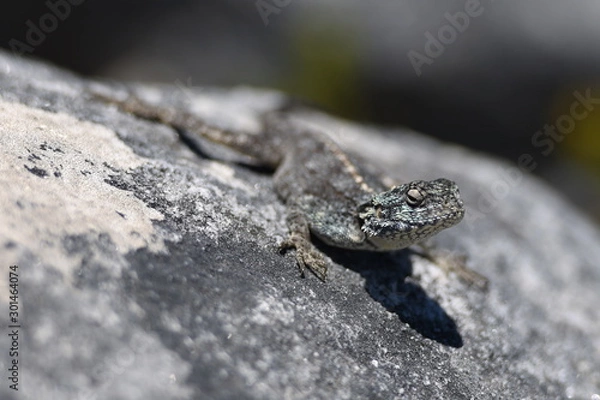 Fototapeta The lizzard
