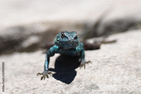 Fototapeta The lizzard