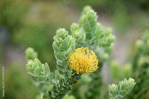 Fototapeta The flowers