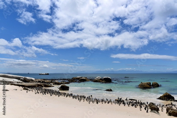 Fototapeta Penguins at the beach