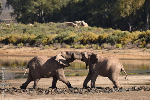Fototapeta The elephants