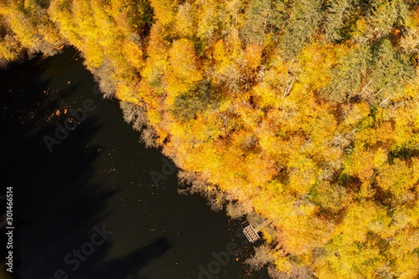 Obraz Lake and Yellow Trees
