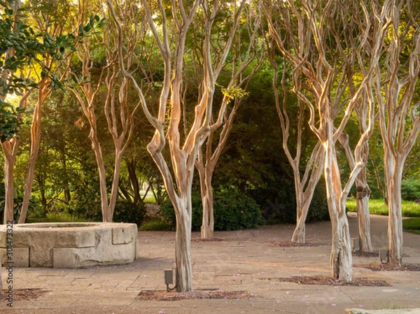 Fototapeta Crepe Myrtle Trunks