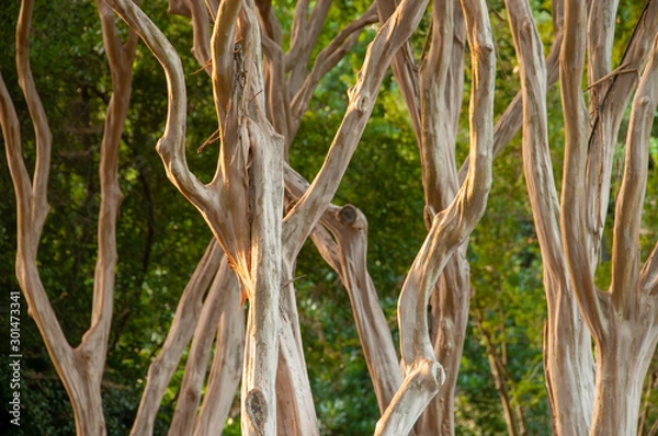 Fototapeta Crepe Myrtle Trunks
