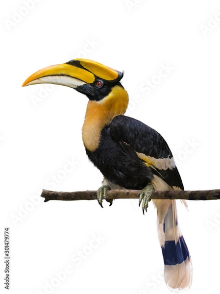 Fototapeta The Great hornbill on branch on the white ground