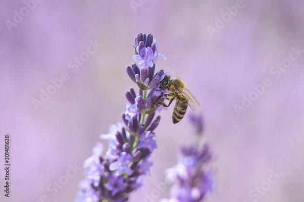 Obraz Bee on a flower