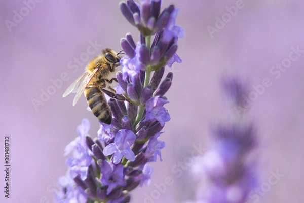 Fototapeta Bee on a flower