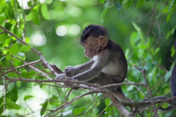 Fototapeta 可愛いサル