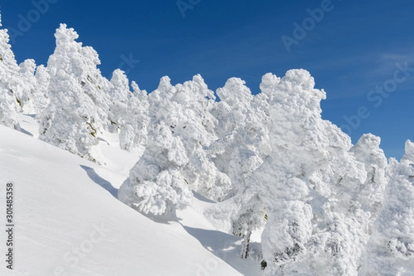 Obraz 西吾妻山の樹氷
