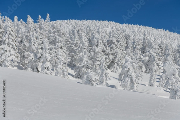 Obraz 西吾妻山の樹氷