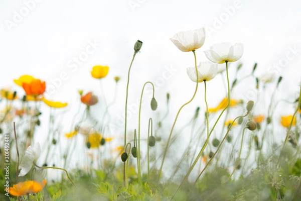 Fototapeta 風になびくポピー