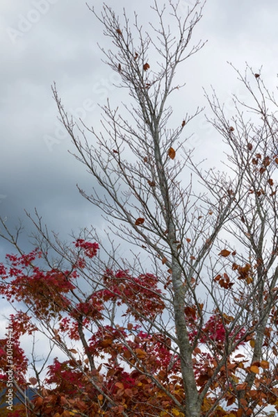 Fototapeta (山梨県ｰ風景)山中湖畔の紅葉する木々２