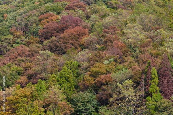Fototapeta 初秋の山