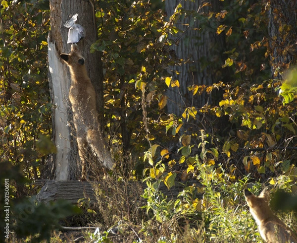 Obraz tree in the forest
