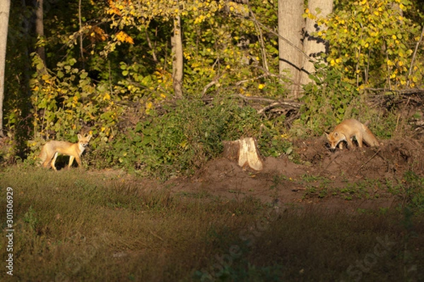 Obraz lion in the forest