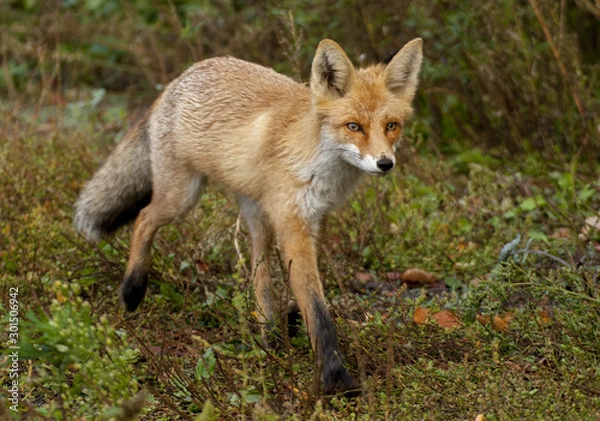 Fototapeta red fox