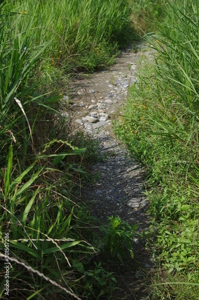 Obraz 雑草の中の小道