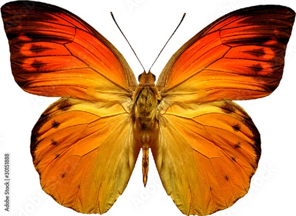 Obraz butterfly isolated