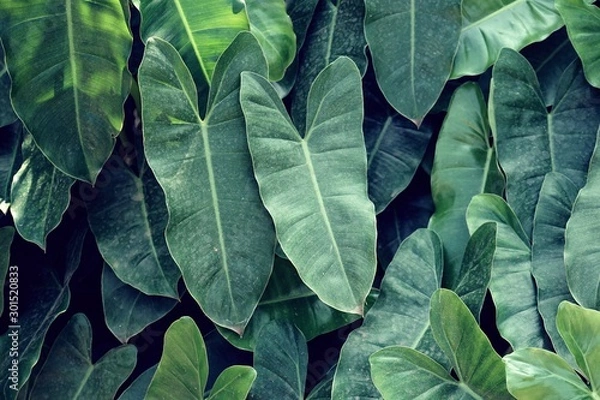 Fototapeta Tropical green leaf texture background, natural jungle backdrop concept, copy space