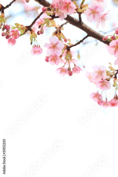 Obraz 彼岸桜の背景素材