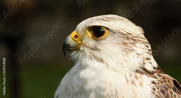 Obraz Details and portraits of birds of prey,