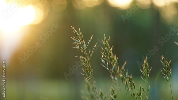 Obraz bluegrass (Poa pratensis) at the golden sunset