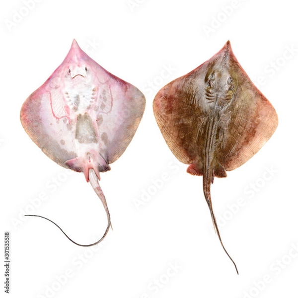 Obraz Fresh ray fish isolated on white background